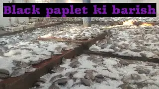 Black paplet   bulk landing and market information update  karachi   fisheries