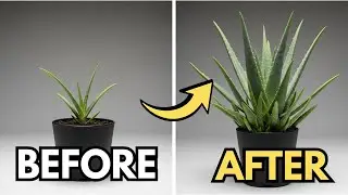 5 Secrets to Growing Aloe Vera FAST and EASY