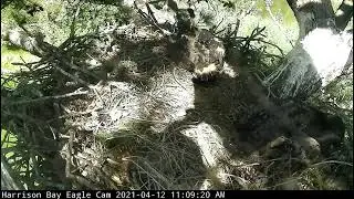 Friends of Harrison Bay State Park Live Stream