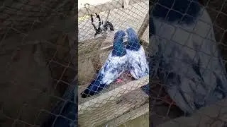 February 23 #viralvideo# جالدارکمگرکبوتربچاشوق#kabotarبازstar pigeon club video on YouTube 2024