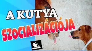 A KUTYA SZOCIALIZÁLÁSA - Kutya szocializáció! DogCast TV Kalauz!