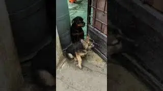 Rubi & Rani playing #Rottweiler #German Shepherd #Sohel Shaikh Vlogs #Shorts