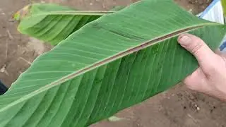 Musa Sikimensis Red Tiger przesadzanie, porządki w szklarni🌴🌴