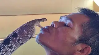 Поцелуй змеи. Змеиная ферма.