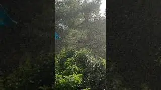 Nu&eacute;e d'insectes volants &agrave; Montpellier