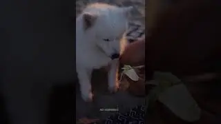 CUTE DOGS - THE BEST DOG VIDEOS | CUTE PUPPIES | SMART DOGS #shorts