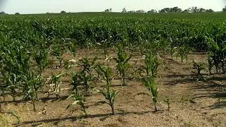 As heat bears down on crops, Nebraska farmers say drought could change what&rsquo;s grown here