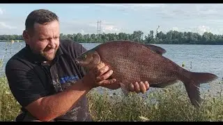 Wiślane leszcze