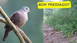 ROLINHA (passaro) SIGNIFICADO ESPIRITUAL A MENSAGEM, TRAZ BONS PRESSAGIOS?