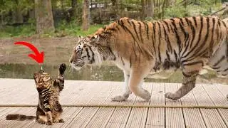 Incredible Cats vs Wild Animals Caught On Camera!
