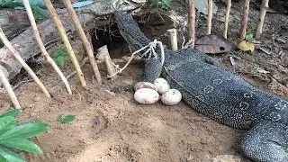 Awesome Creative Man Make Quick Komodo Dragon Trap And Place This Trap Near Komodo Dragon Eggs