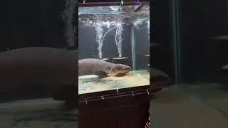 Petting my Electric Eel!