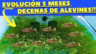 MET&Iacute; unos MICRORASBORA GALAXY en una CAJA por 5 meses y ESTO PAS&Oacute; (Parte 4)