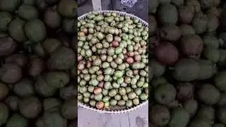 Satisfying Sineguelas#shorts#asmr#amazing #fruit#spanishplum#shortfeed  @annelynpiamonte
