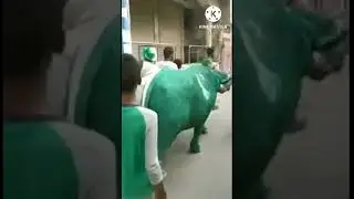 Pakistani song || Pakistan Zindabad || Buffalo || Bhainsa || Realty and Thoughts
