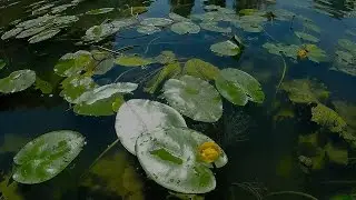 Sa&ocirc;ne - Unexpected River