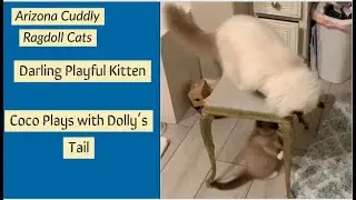 Ragdoll Kitten Playing with Adult Ragdoll Cat's Tail - Super Cute Arizona Cuddly Ragdoll Cats