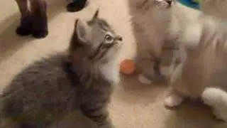 RagaMuffin Kittens Playing