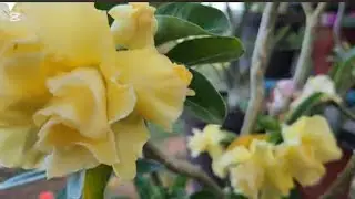 TRANSPLANTANDO ROSAS DEL DESIERTO y consejos aprendidos.
