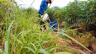 Cassava application by spraying, herbicides and by hand