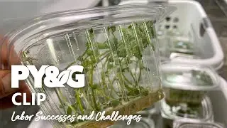 Labor Successes and Challenges | Valley Tissue Culture Spuds | Prairie Yard & Garden 3611