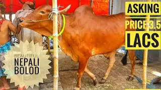 144||Qurbani Eid 2019||Red nepali Beauty||Display time||SR agro collection|Exclusive|Dhaka cow mania
