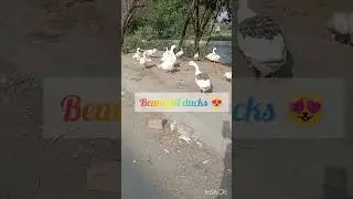 sargodah sa Bhalwal to BherA