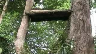 free ranging orang utans