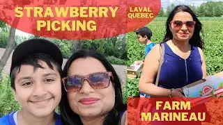 #Strawberry Picking Montreal, Laval Quebec, Farm Marineau | MB Vlogs