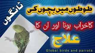 Leg problem Treatment of budges Parrots in Urdu | Splayed legs problem and treatment.