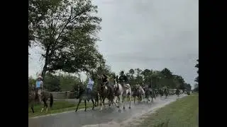 Cuban - Boricua Parade!! Horse Riding 2021.. Bithlo FL #shorts #horses #pasofino #florida