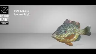 Fishing Planet - Falcon Lake - Trophy - Pumpkinseed - Float