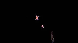 OMG 😱 world's rarest fish gold fish spotted #fish #rare #goldfish