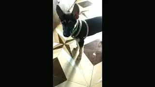 GSD puppy likes to bite Kitchen shoes