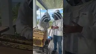 'Do I need to leave honey for the bees?'