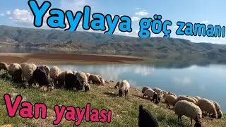 30 GÜN YAYLA GÖÇÜ • BİR GÜNDE VAN YAYLASI 2021••hamdani koyun sevenler