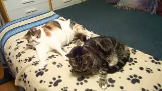 Pet Fleece Blanket Video