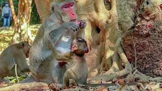 Lovely Smart Monkey Jody Grab Food From Mum Jane, Jody So Happy