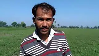 Tropical Agrosystem. used product Tag poly, tag start  👍  चने की फसल में उकटा रोग का संपूर्ण निदान