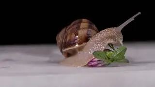 Ape Eating an Apple & Snail in slow motion Perfect Capture - Free HD &4K Footage (No Copy Right)