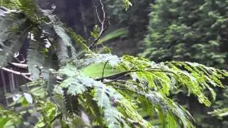 🐝 Dark Japanese Hornet - Order Hymenoptera - Real Japan Monsters