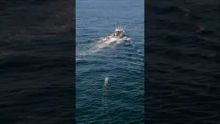 Trolling Spread for Bluefin South of the Vineyard #tuna