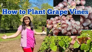 How to Plant Grape Vines in Your Backyard | 9 Steps in Planting Grapes | Grow Grapes with Me