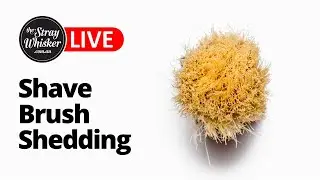 Shave Brush Shedding | Stray Whisker TV