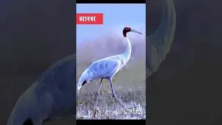 saras❤️/ aarif saras /up saurs #shorts #viral #saras #aarif #upsaras (@kkartsbiharse )