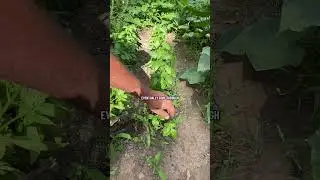 Сбор базилика