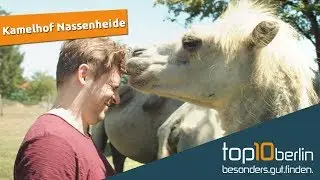 Top10 Berlin: Ausflug zum Kamelhof Nassenheide in Brandenburg