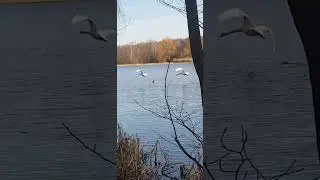 #Cisnes volando #Kn&ouml;lsvan#muteswan#cygnusolor#cygnus#Hagaparken#Solna#siguemenature