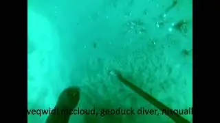 Nisqually Geoduck diver