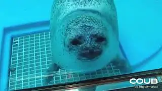 Seal squishing it&rsquo;s face against glass